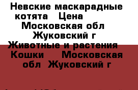 Невские маскарадные котята › Цена ­ 5 000 - Московская обл., Жуковский г. Животные и растения » Кошки   . Московская обл.,Жуковский г.